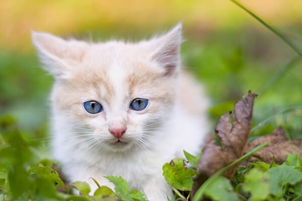 Veterinarian in Clarksburg