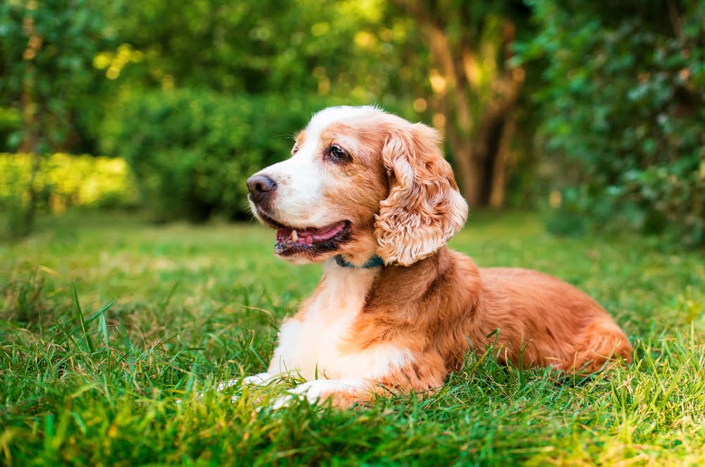 Veterinarian in Clarksburg Veterinarian in Clarksburg
