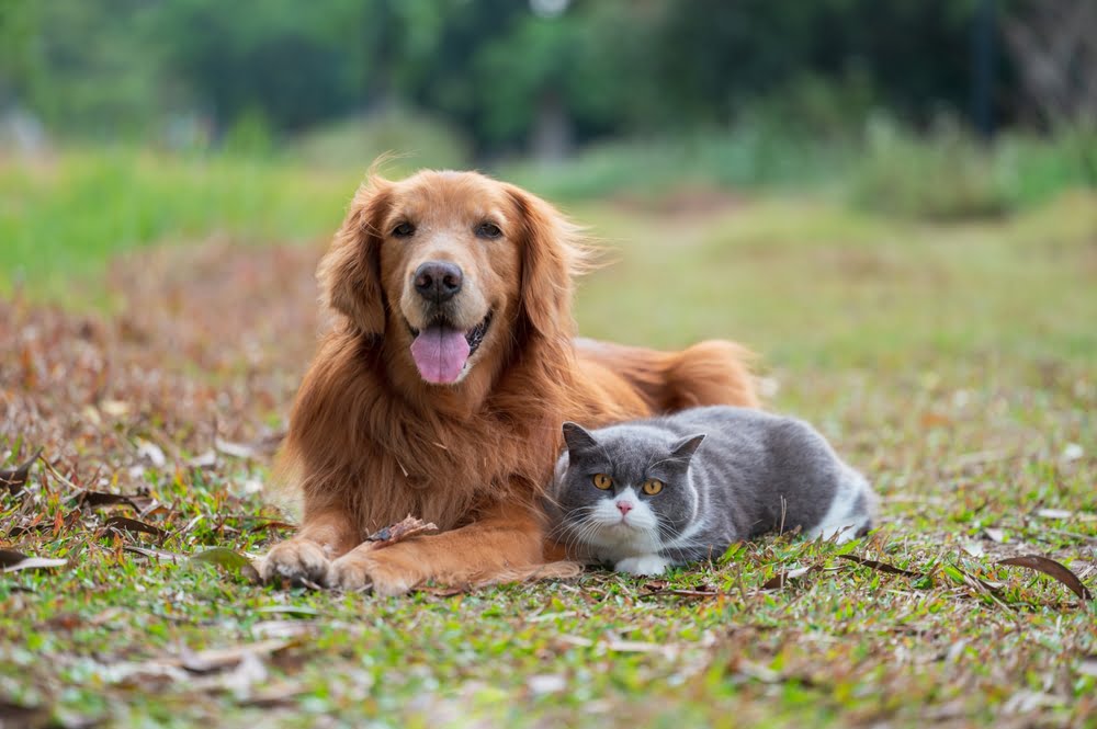 Veterinarian in Clarksburg Veterinarian in Clarksburg