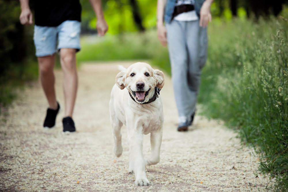 Veterinarian in Clarksburg Veterinarian in Clarksburg